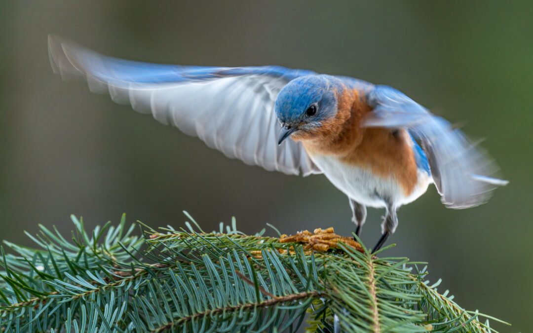 Bluebird of happiness