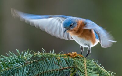 Bluebird of happiness