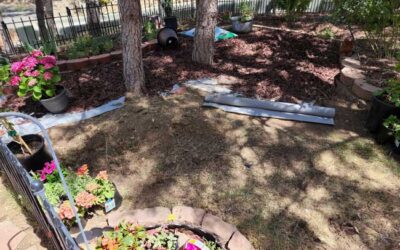 Adventures in gardening