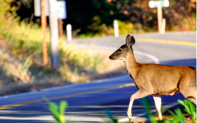 Oh deer