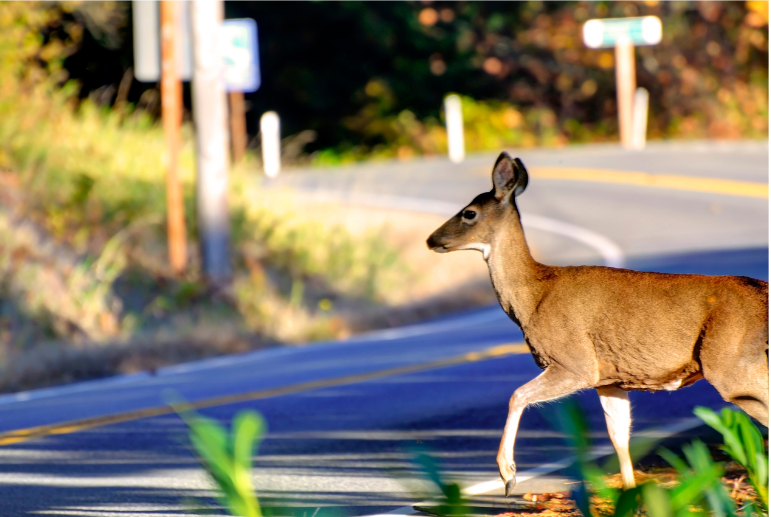 Oh deer